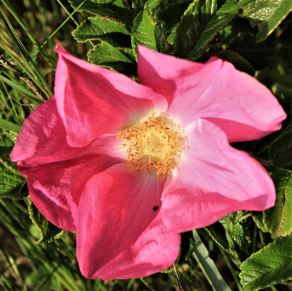 The dog roses are out again... | JulesB | Blipfoto