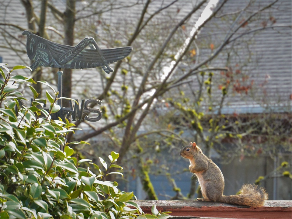 and Squirrel RonaldBerry Blipfoto