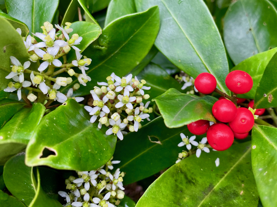 Laurel berries and blooms | PAR1 | Blipfoto