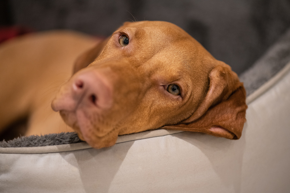 Portrait of a sick puppy! NickyR Blipfoto