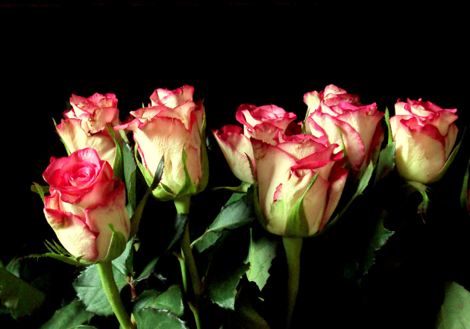 Ain't no bed of roses....