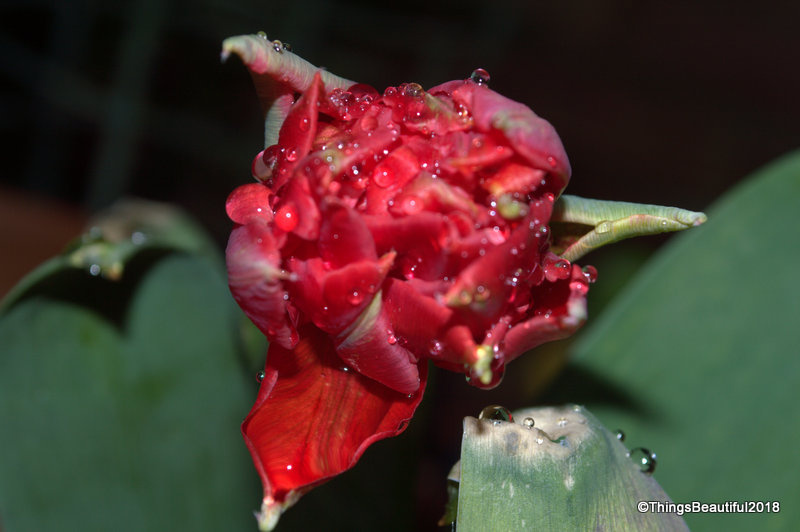 Watery Tulip | ThingsBeautiful | Blipfoto