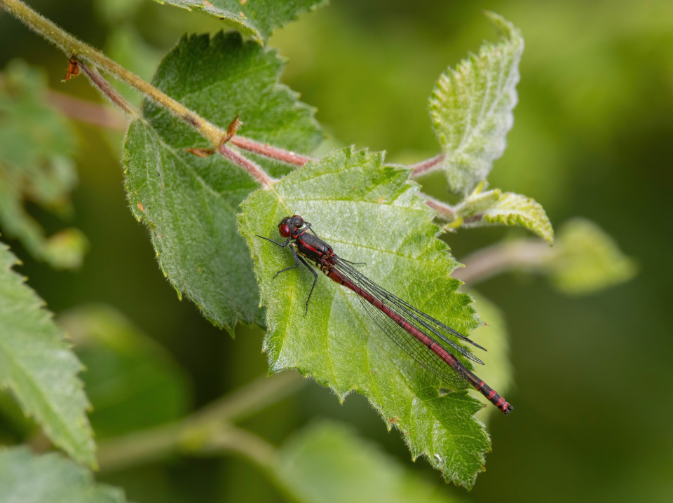 Large Red Damselfly 