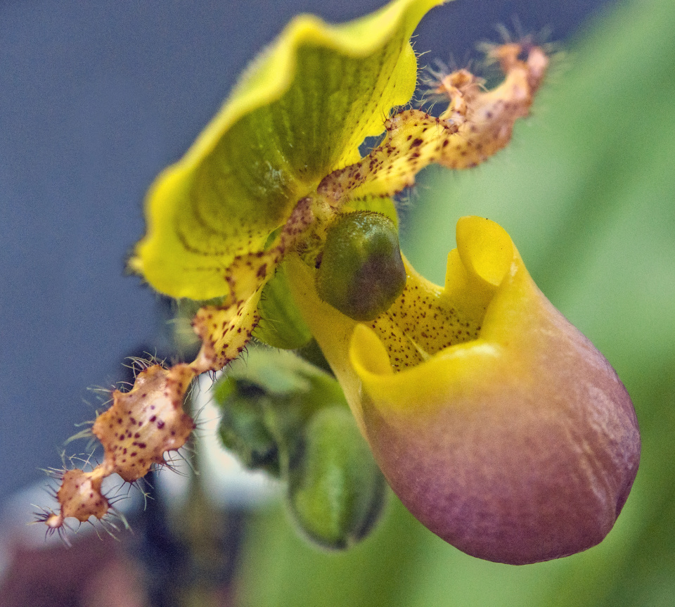 ladyslipper-orchid-ingeborg-blipfoto
