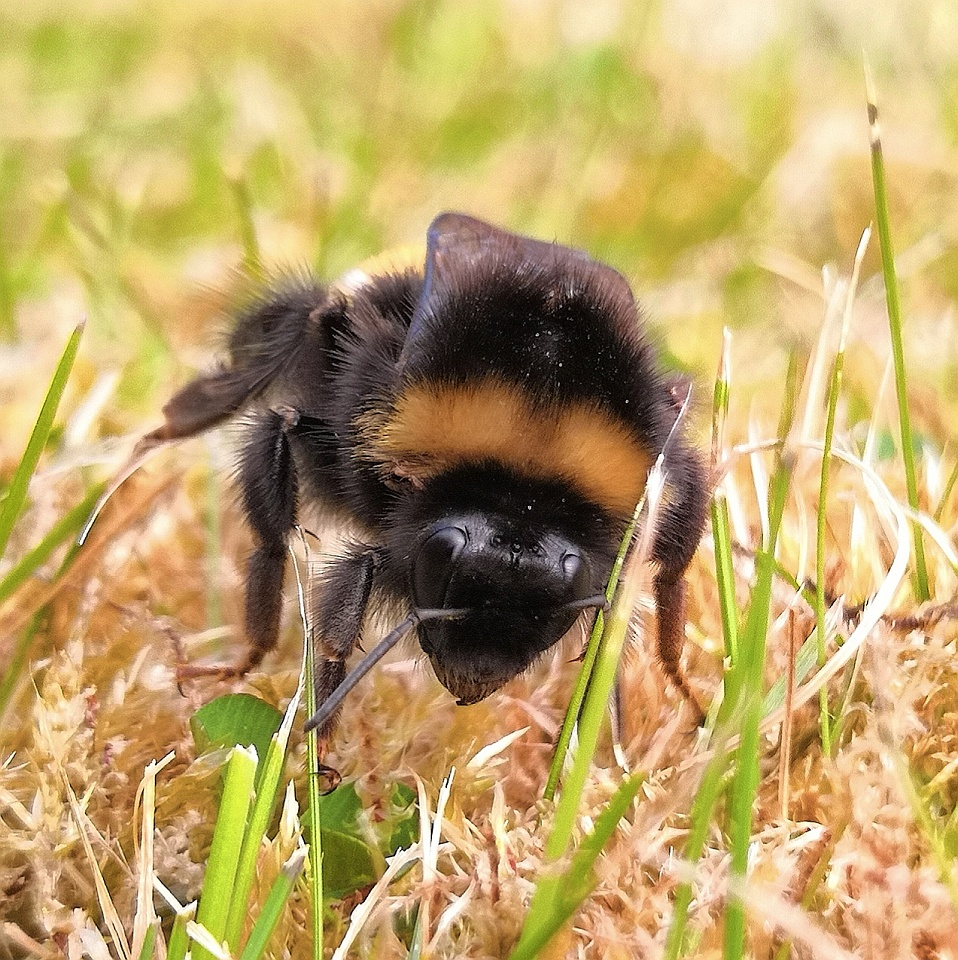 Tired Bee pixelpefekt Blipfoto