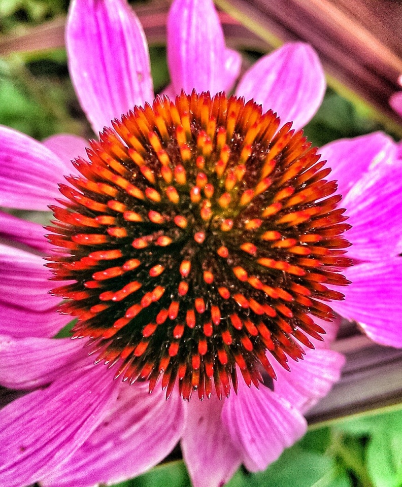 Echinacea