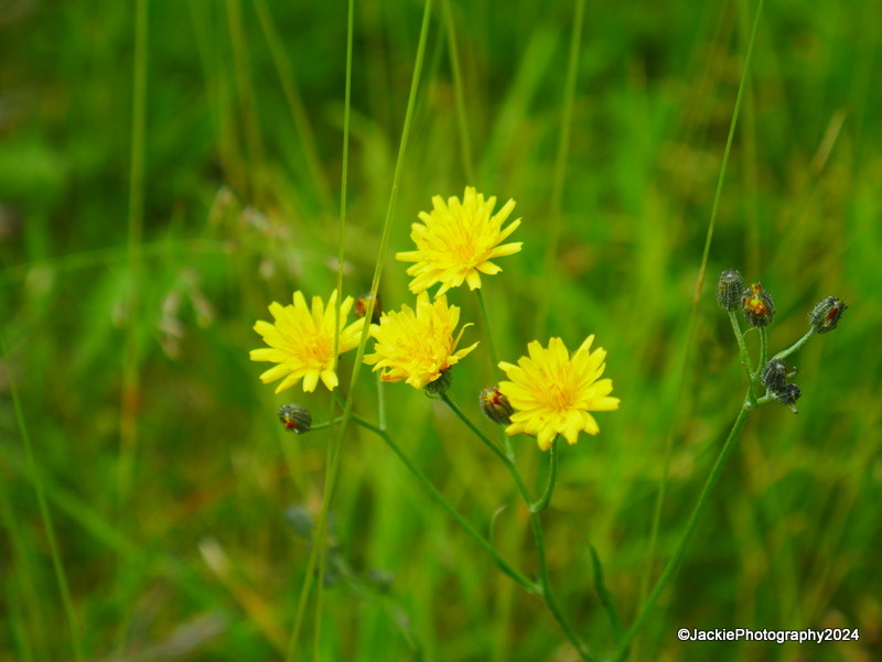 Hawkweed | ThingsBeautiful | Blipfoto