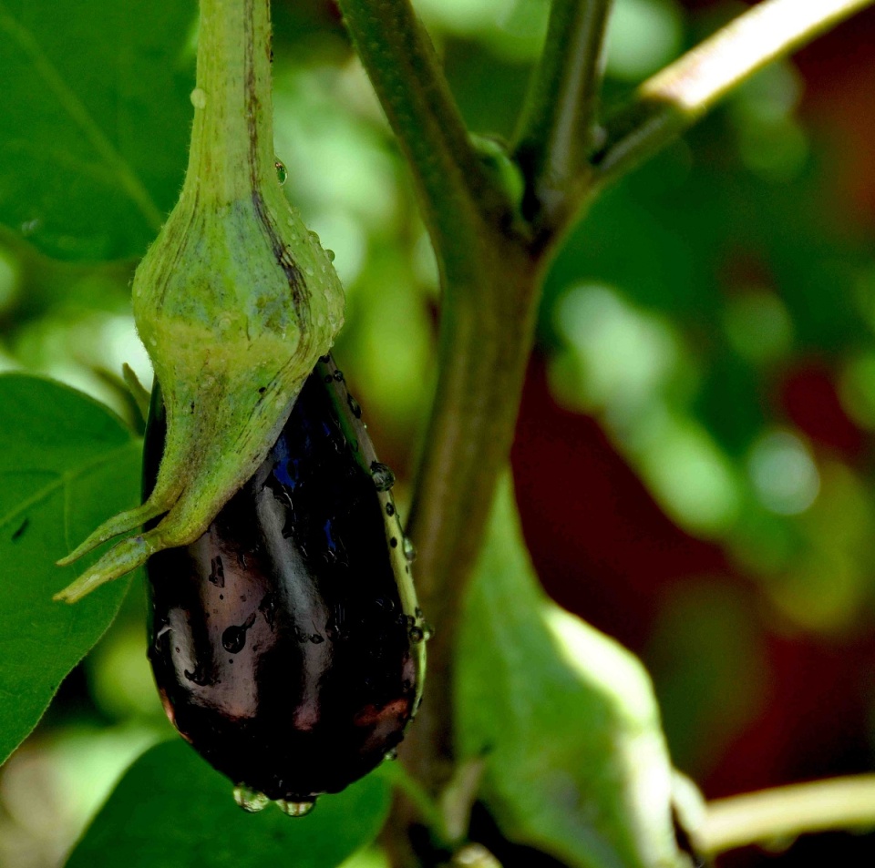 MELANZANA AUBERGINE EGGPLANT Amalarian Blipfoto