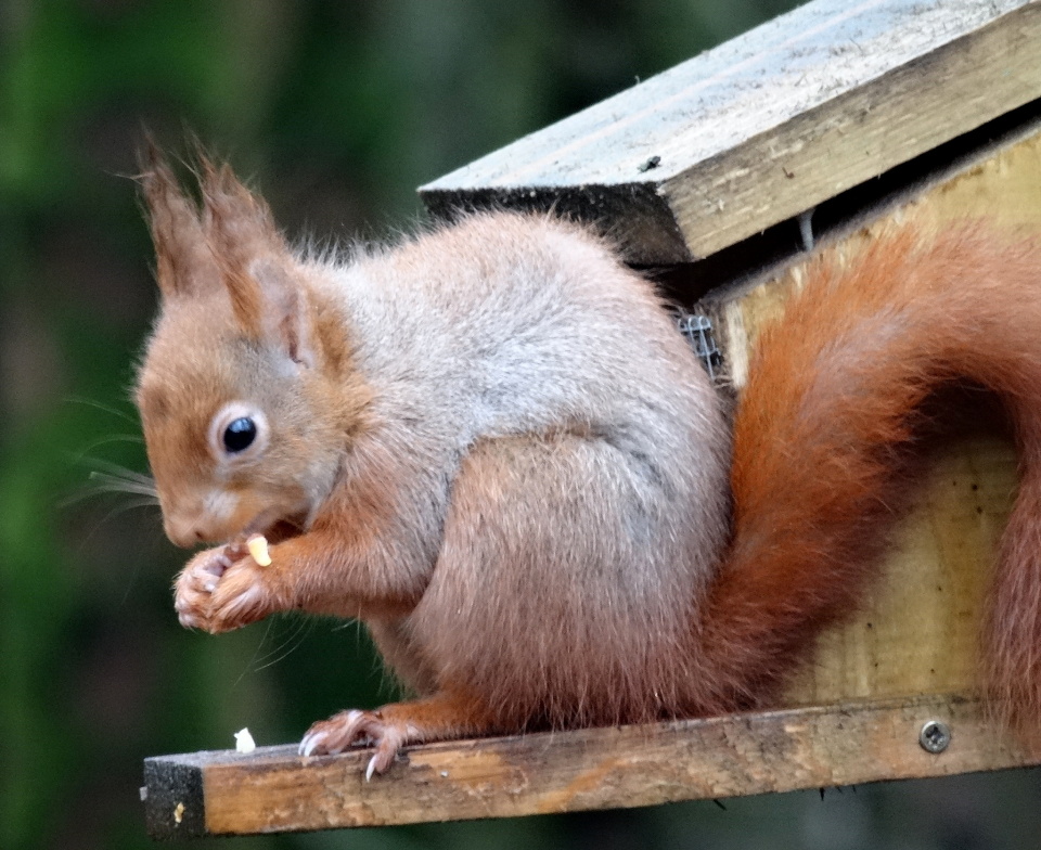 nutkin the squirrel nutkin the squirrel