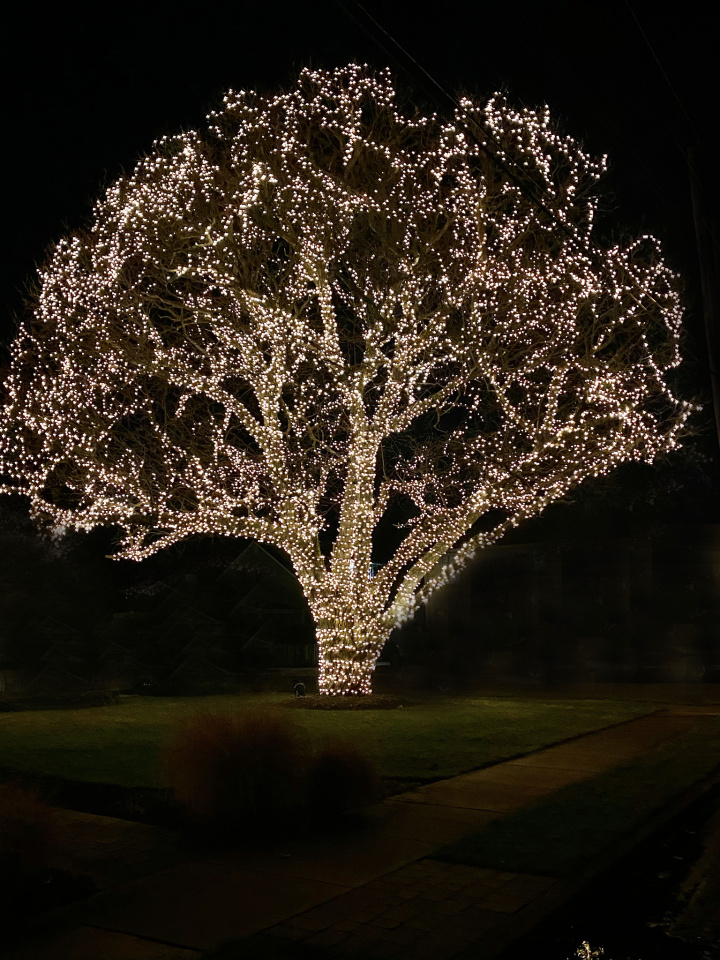 Tree of Lights | Kelso | Blipfoto