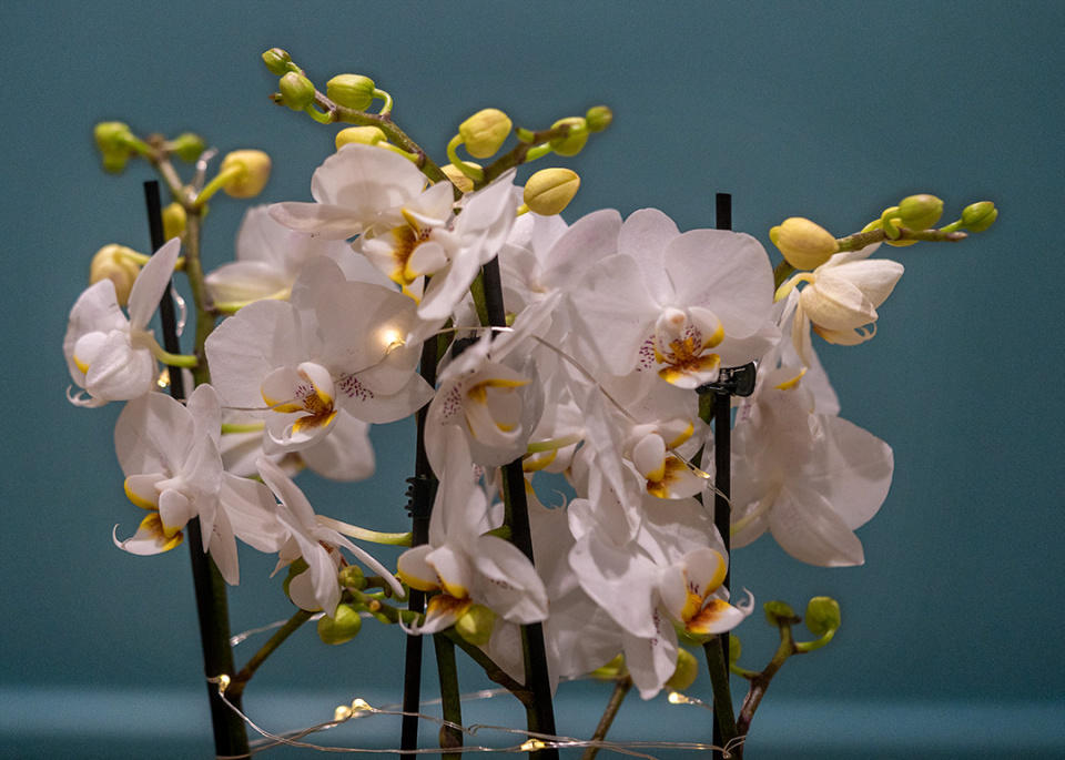 Orchids for Christmas | walkingMarj | Blipfoto