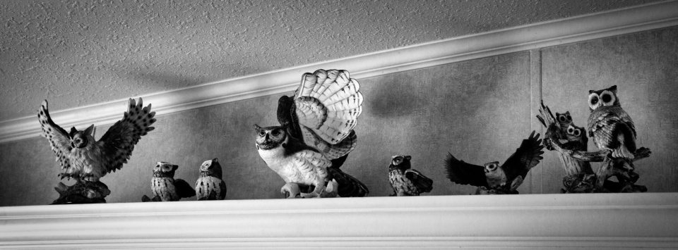 Owls | bugsman | Blipfoto