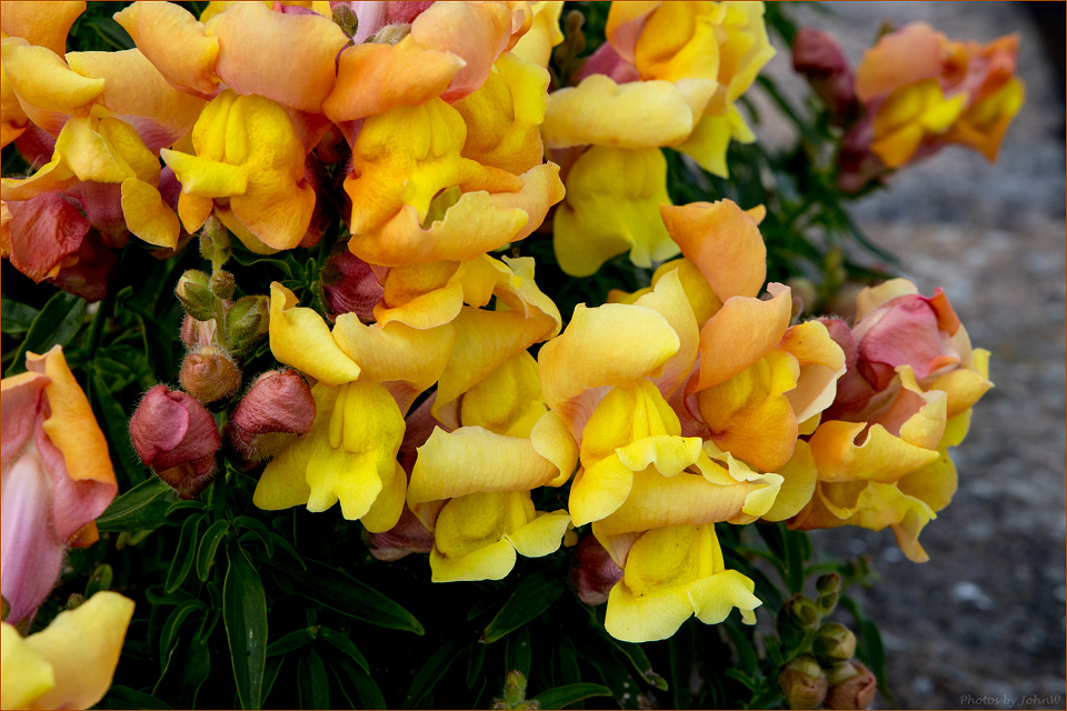 Snapdragon (Antirrhinum majus 'Rocket Bronze') | JohnW | Blipfoto