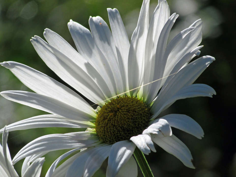 Daisy | flying | Blipfoto Daisy | flying