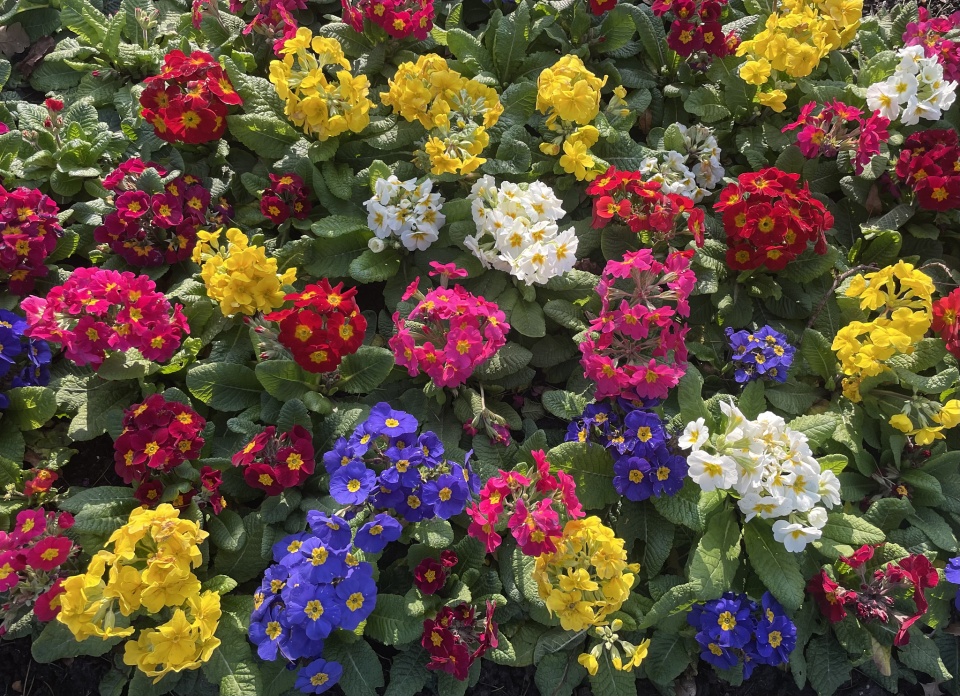 Primulas Primulas in the sun | jennym999 | Blipfoto