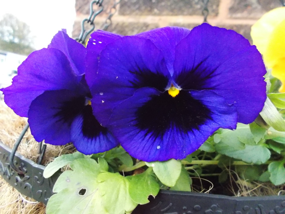 Purple pansy Redberry Blipfoto