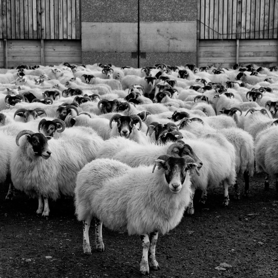 A sea of sheep | Treshnish | Blipfoto