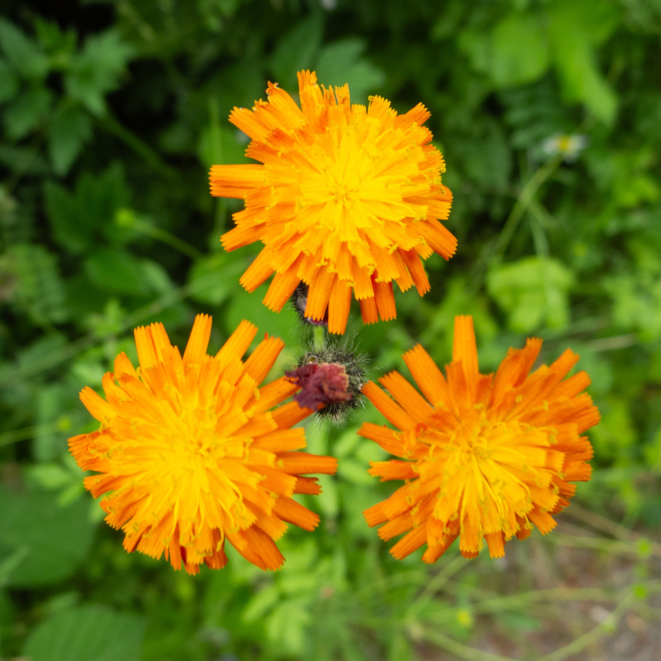 Orange Hawkweed 