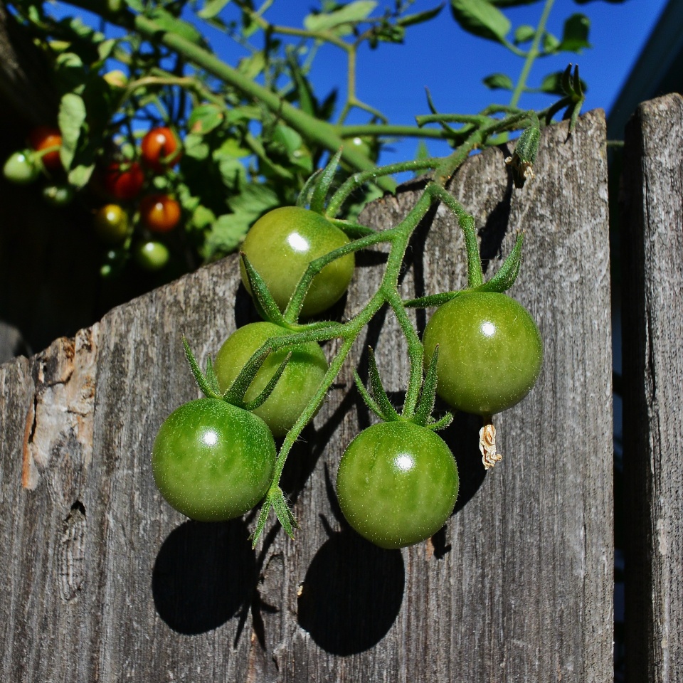 Warren’s Cherry Tomato Plant RonaldBerry Blipfoto