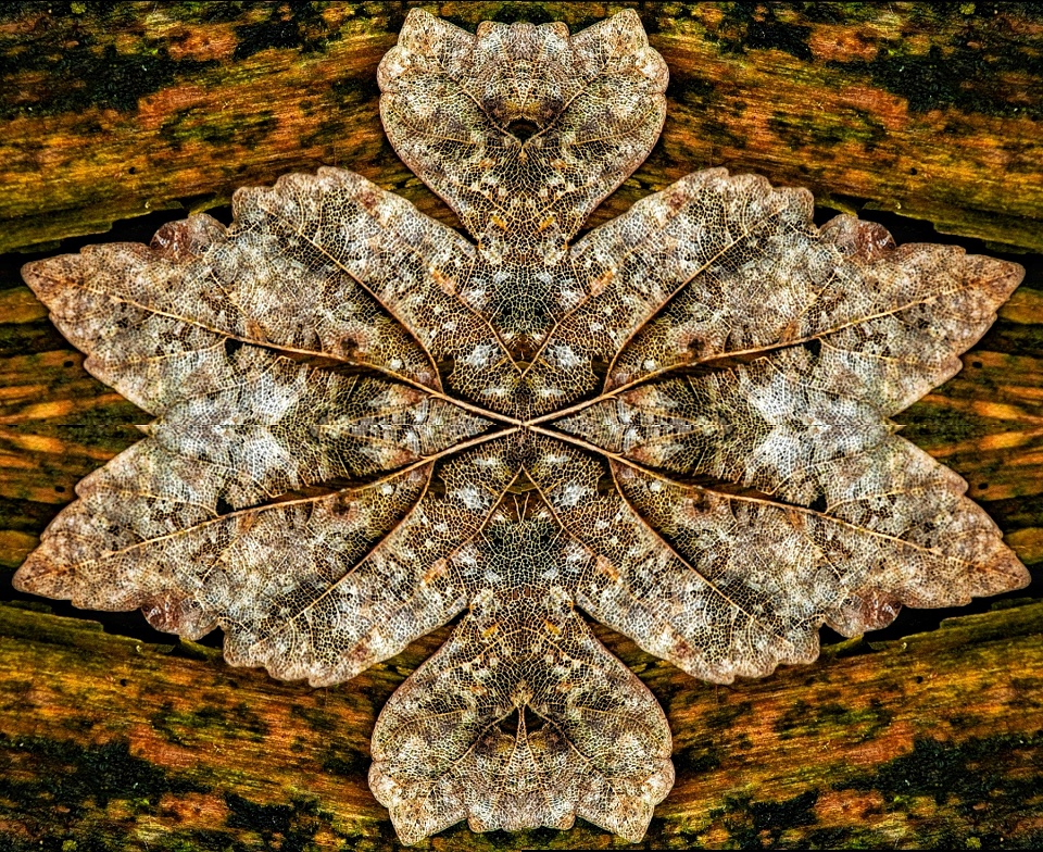 Inleman Autumn Remains | Ingleman | Blipfoto