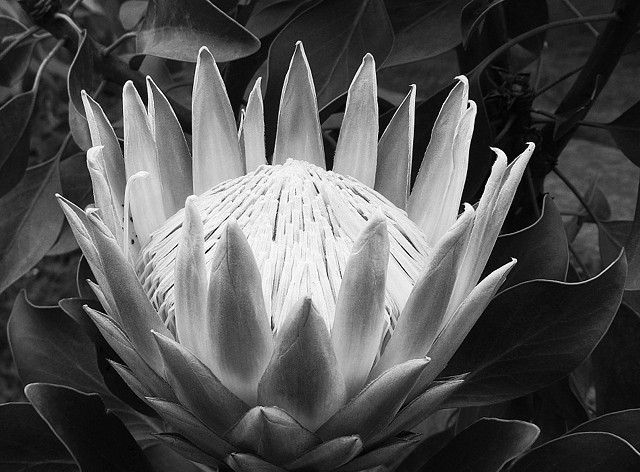 Protea in Black and White | seniormoments | Blipfoto