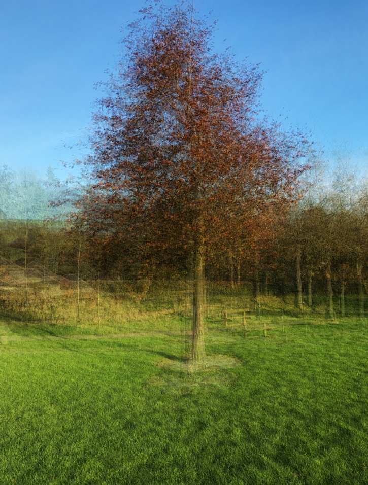 Copper Beech Viewpoint Blipfoto