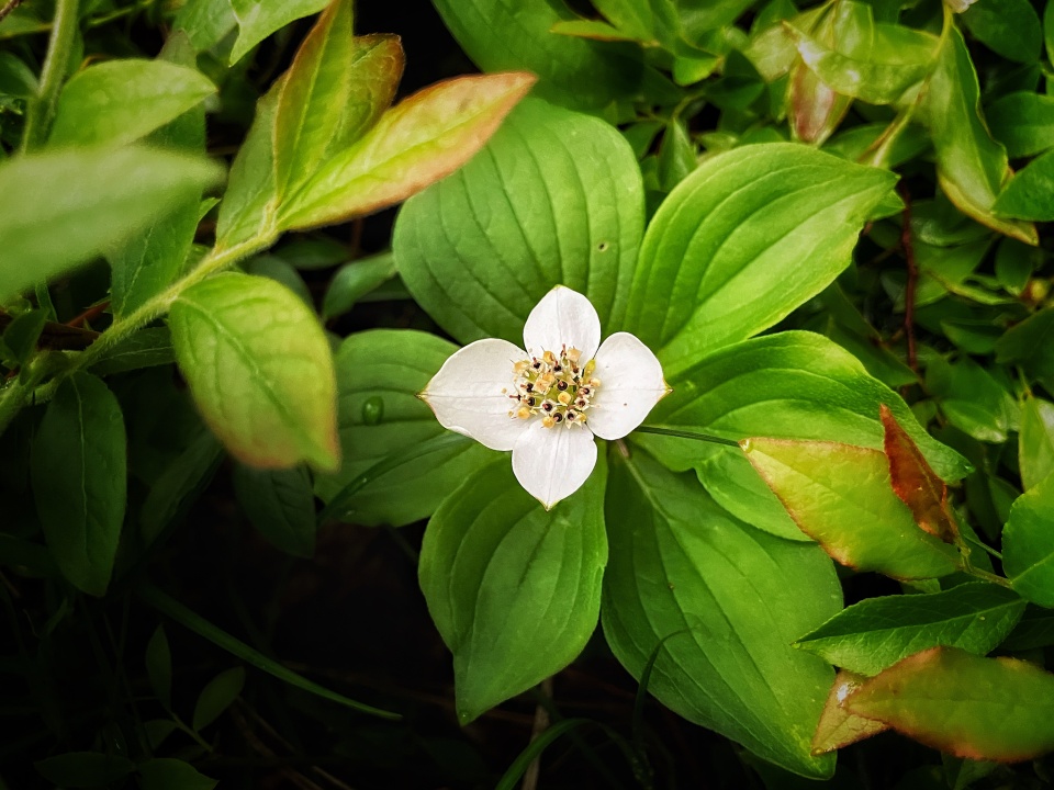 Canada Dogwood (Bunchberry) | madowoi | Blipfoto