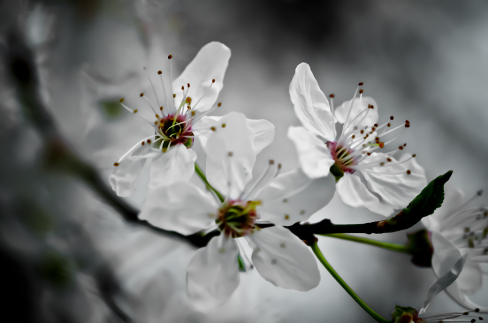 BLOSSOM FLOWERS | admirer | Blipfoto