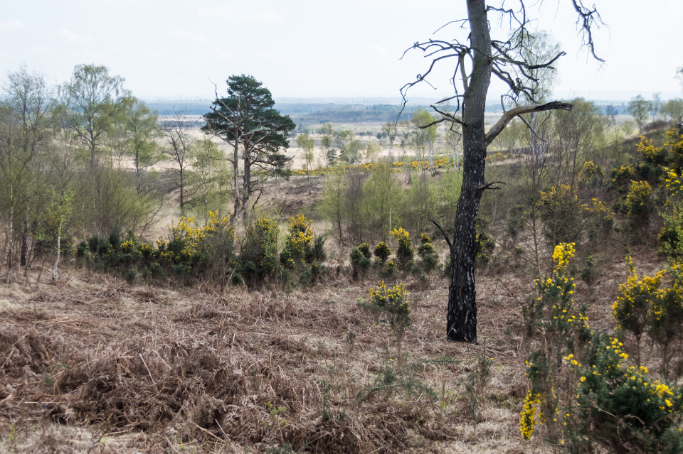 Chobham Ranges alecf Blipfoto