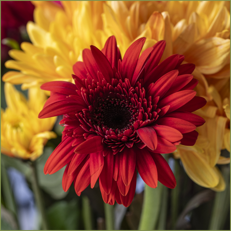 barberton-daisy-terrifo-blipfoto