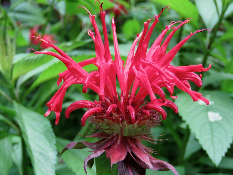 The Red Monarda Is Blooming! 