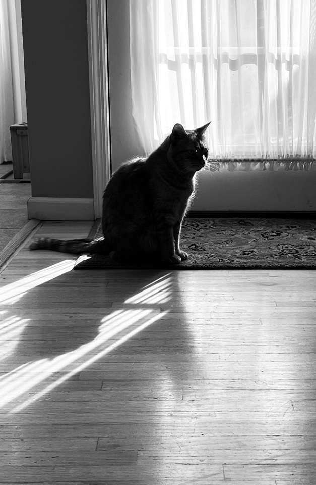 Chasing Sunbeams Dbifulco Blipfoto chasing-sunbeams-dbifulco-blipfoto