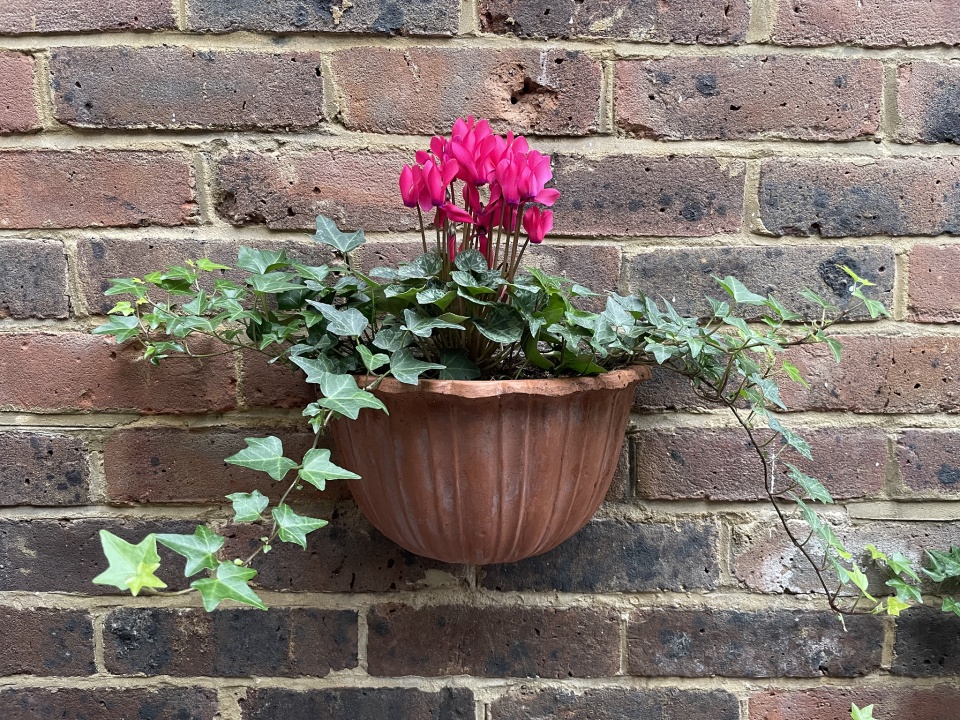 Nice cyclamen jennym999 blipfoto
