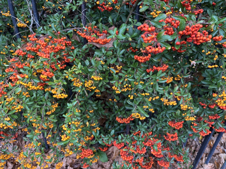 Two Colour Pyracanthas Jennym999 Blipfoto two-colour-pyracanthas-jennym999-blipfoto