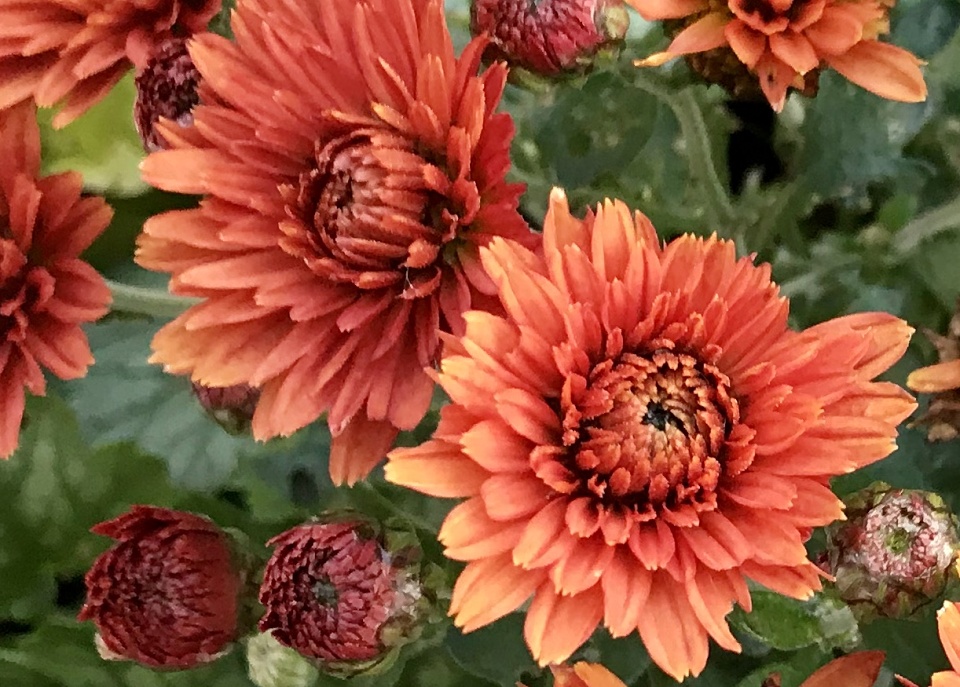 Miniature Chrysanthemums Anrola Blipfoto