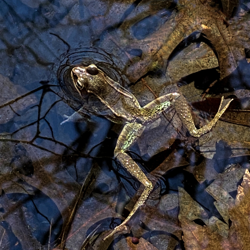 A Wood Frog chorus member justbe Blipfoto
