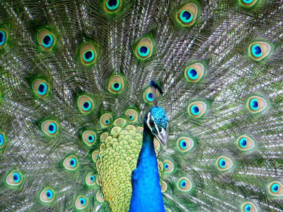 Peacock | JJ46 | Blipfoto