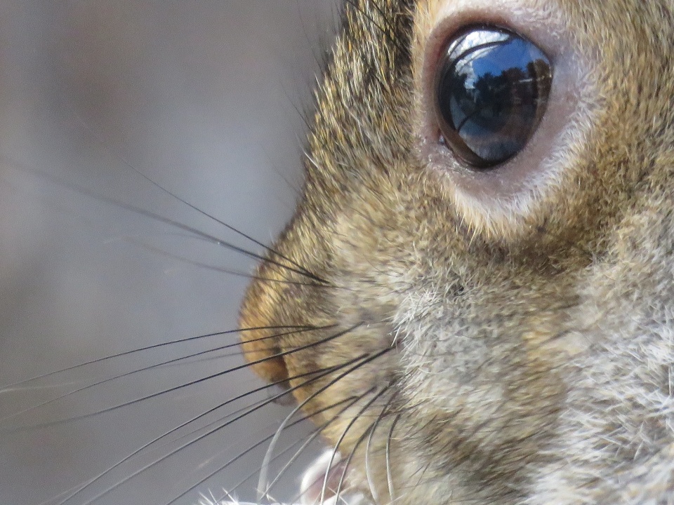 Squirrel zoom test KevinV Blipfoto