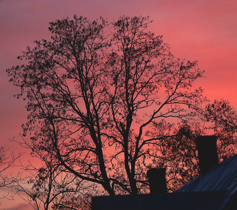 Red Sky with Tree | VandeGraaff | Blipfoto