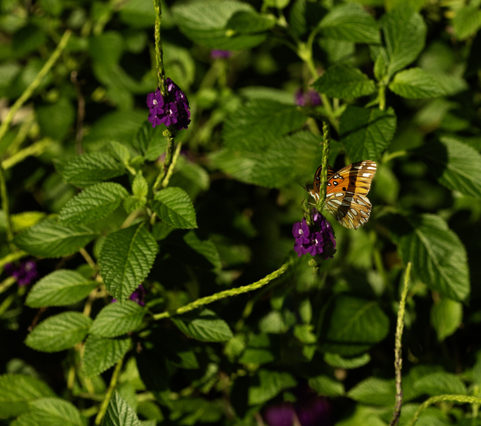 Still A Few Around | bugsman | Blipfoto