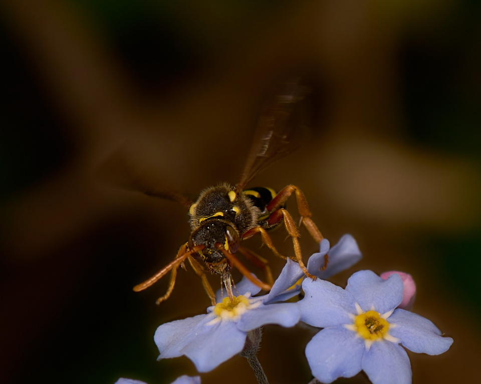 Sipping The Cup Of Nectar Sheol Blipfoto