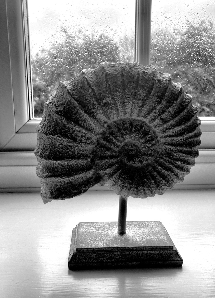 Ammonite mambo blipfoto