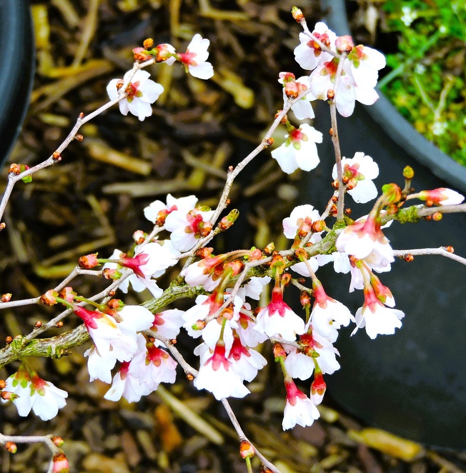 Flower Friday - Japanese cherry Prunus incisa, | craftylady | Blipfoto