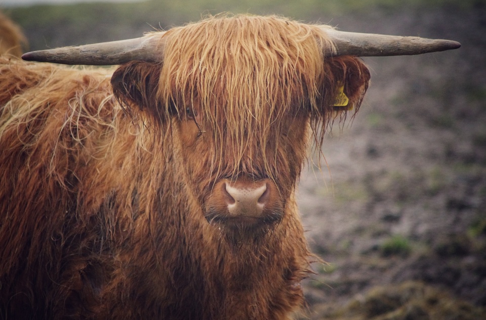 Wet Cow Shaaamie Blipfoto