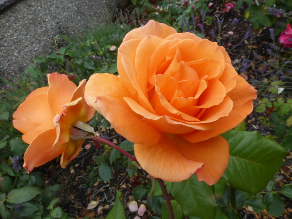 Second flush of Roses. | Vectensian | Blipfoto