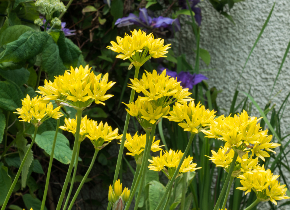 Yellow alliums | Mayisle | Blipfoto