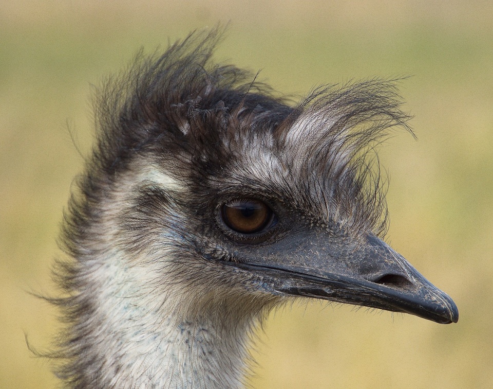 Baby Emu WalkingWombat Blipfoto