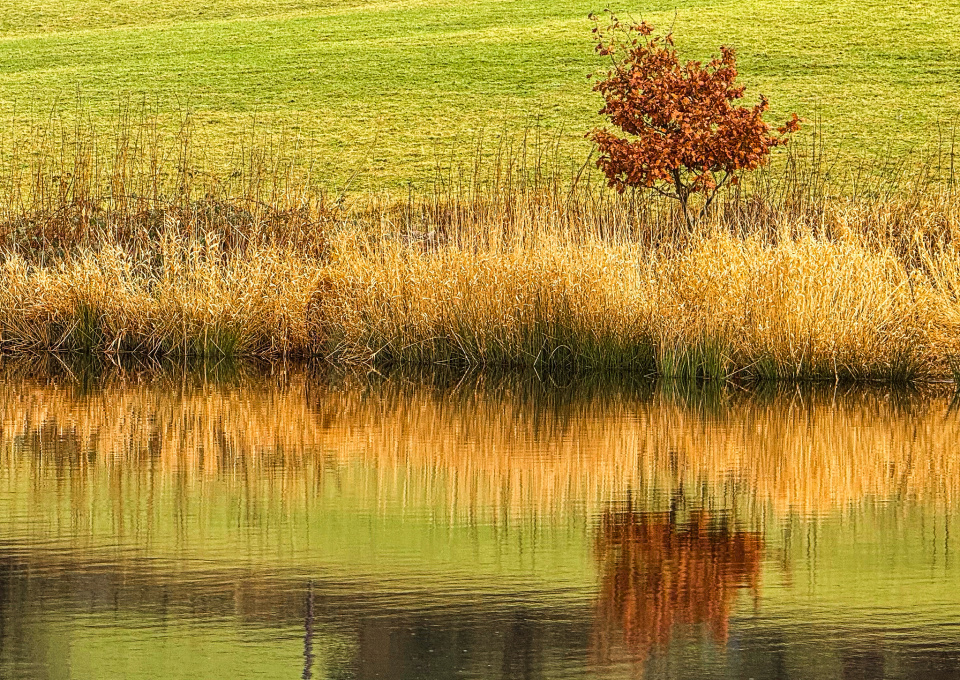 Tasmania Bush Reeds Bush, reeds and grass | Ellisroger | Blipfoto