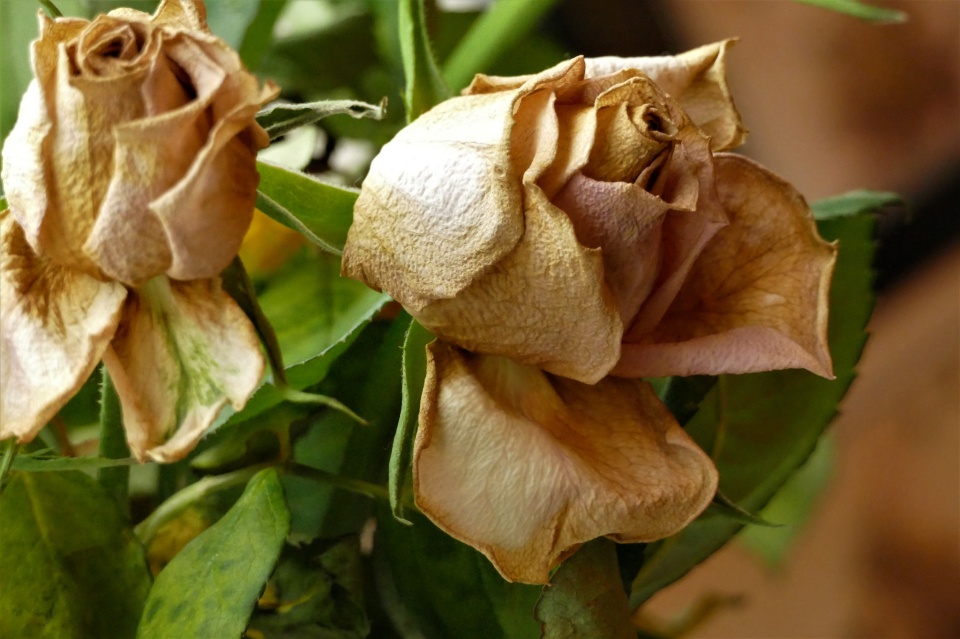 Dead Flowers and still pretty !!!!!!!!! robvegnuti Blipfoto
