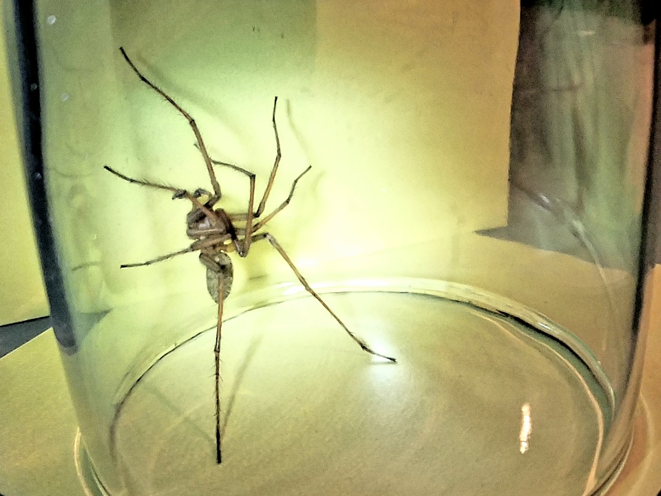 giant-house-spider-ronaldberry-blipfoto